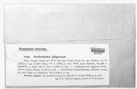 Amphisphaerella alpigena image